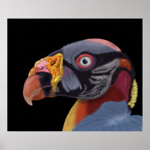 Poster Rei Abutre Ilustrado