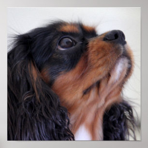Póster Rei Charles Cavalier Spaniel Filhote de cachorro