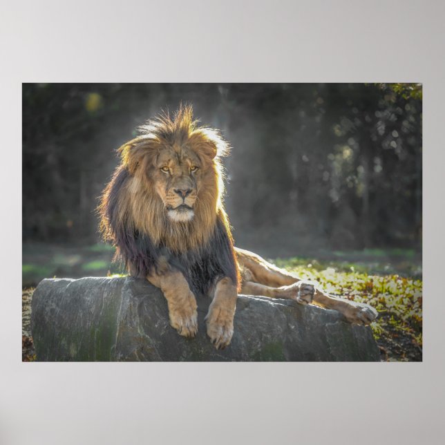 Poster Rei Leão da Selva (Frente)