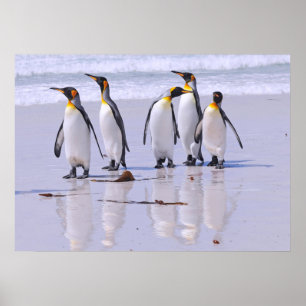 Poster Rei pinguins na praia