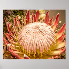 Poster Rei Protea da África do Sul
