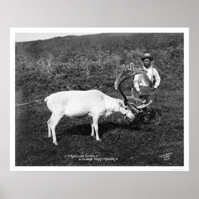Póster Reindeer & Eskimo Alaska 1920 (Frente)
