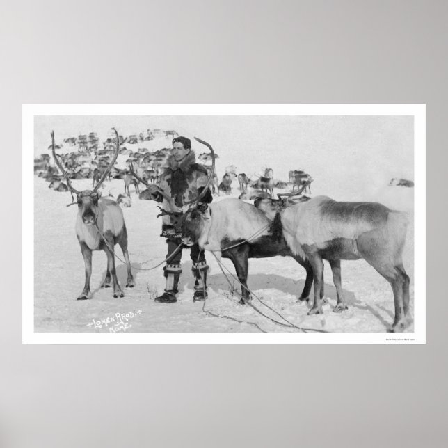 Póster Reindeer Herd Alaska 1909 (Frente)