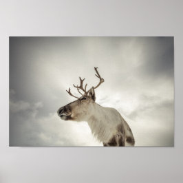 Poster Reindeer Nature Photo