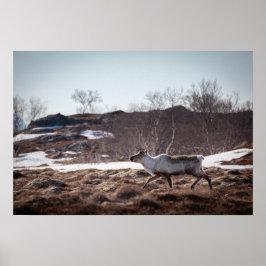 Poster Reindeer Nature Photo