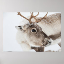 Reindeer Photo