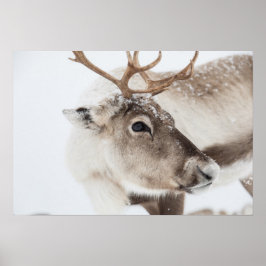 Poster Reindeer Photo