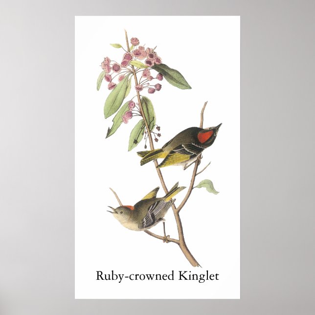 Póster Reino coroado de Ruby, John Audubon (Frente)