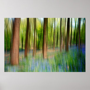 Poster Reino Unido   Bluebell Oak Woodland em Springtime