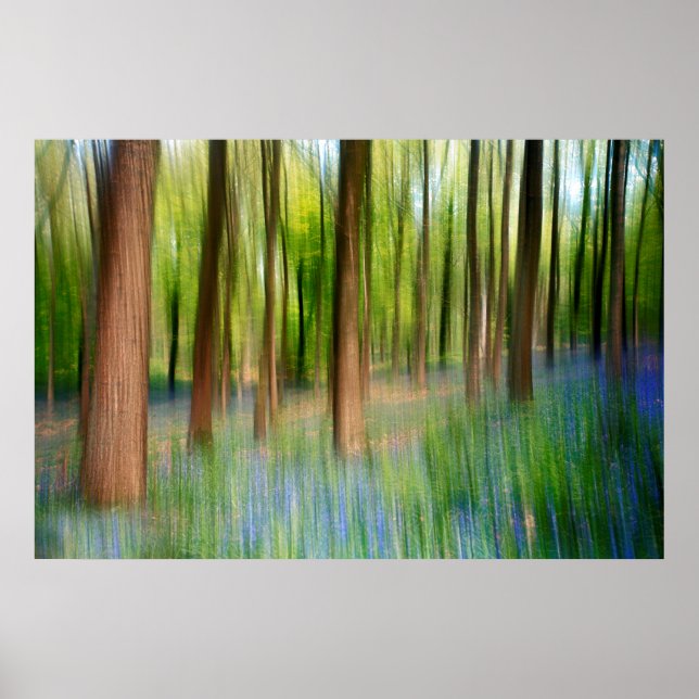 Poster Reino Unido | Bluebell Oak Woodland em Springtime (Frente)