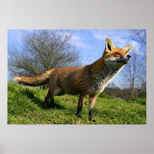 Poster Reino Unido, Inglaterra. Raposa Vermelha Vulpes vu