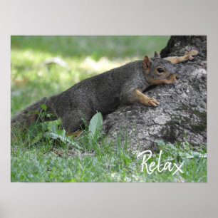 Poster Relax Squirrel Rest em Raízes de Árvore