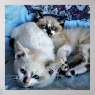 Poster Relaxamento de Gatos