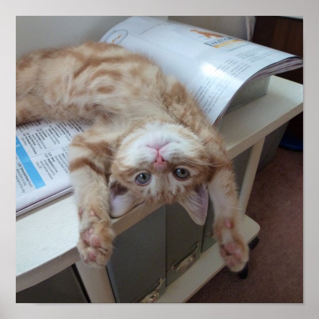 Póster Relaxamento do gatinho (Frente)