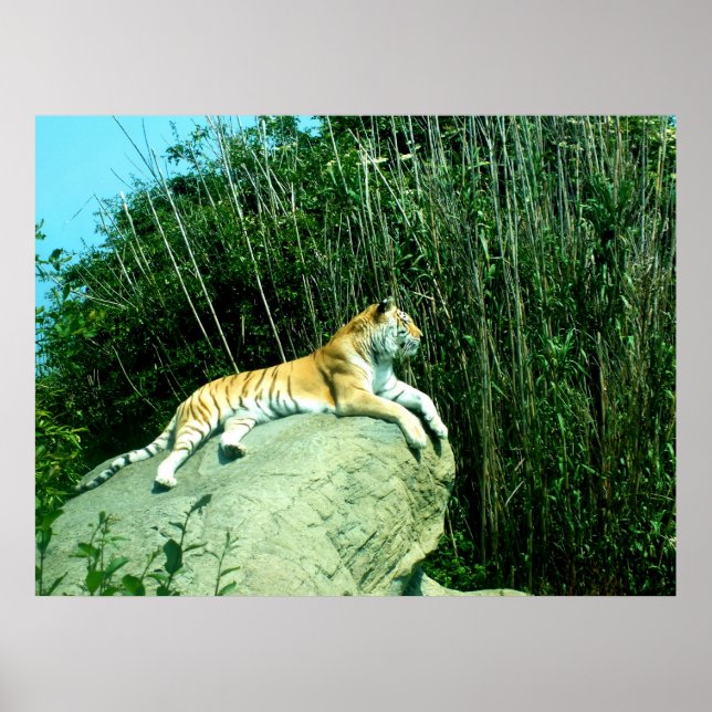 Póster Relaxamento do Tigre (Frente)
