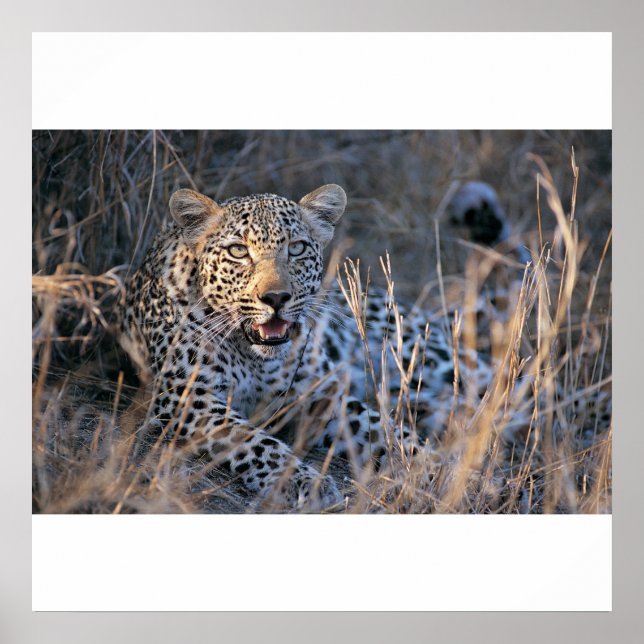 Póster Relaxando Cheetah (Frente)