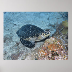 Poster Relaxando Hawksbill
