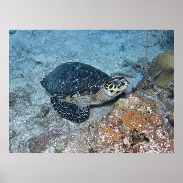 Poster Relaxando Hawksbill (Frente)