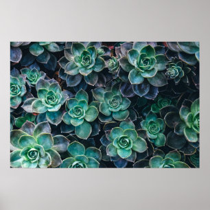 Poster Relaxando Plantas De Cactus Vermelhos Azuis Sucule
