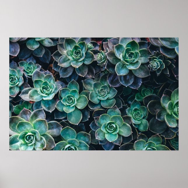Poster Relaxando Plantas De Cactus Vermelhos Azuis Sucule (Frente)