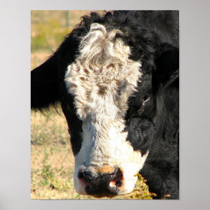 Poster Relógio de Bull