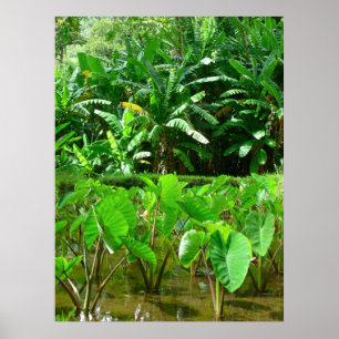 Póster Remendo havaiano do Taro