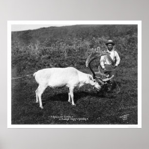 Póster Rena & esquimó Alaska 1920