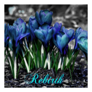 Póster Renascimento de flores azuis do açafrão do Aqua