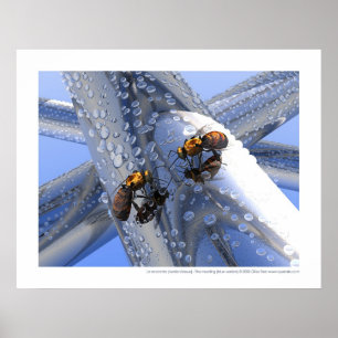 Póster Rencontre do La - a reunião (versão azul)