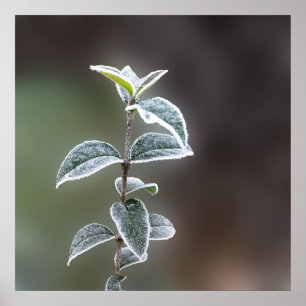 Poster rendas das folhas