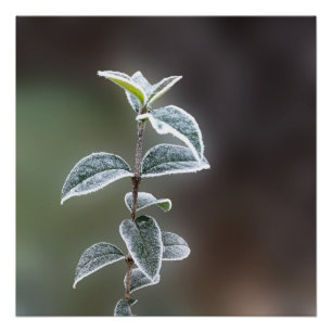 Póster rendas das folhas