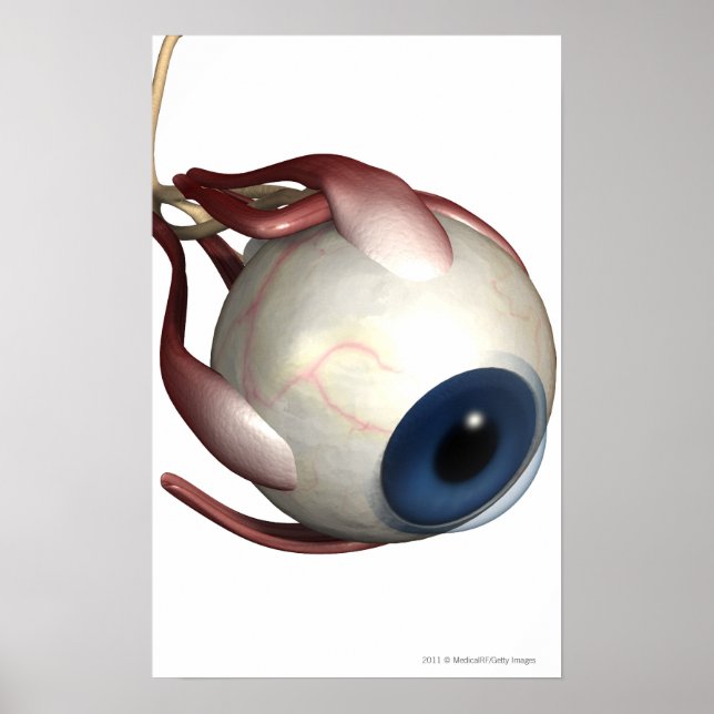 Poster Renderização realista dos músculos dos olhos (Frente)