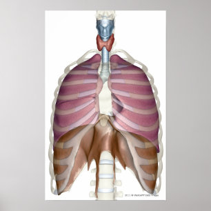 Póster rendição 3d do sistema respiratório