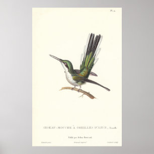 Poster Rene Primevere Lesson - Reproduction Hummingbird