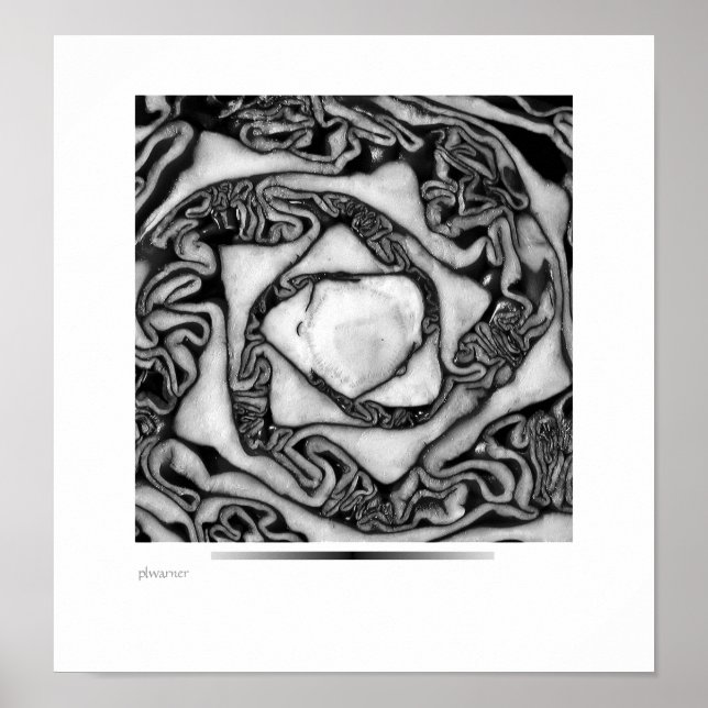 Póster repolho, preto e branco (Frente)