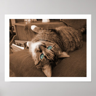 Póster Repositar em Twill