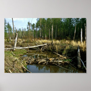 Póster Represa do castor
