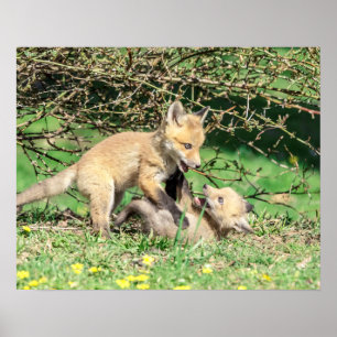 Poster Reprodução de Kits de Raposa Vermelha 20x16
