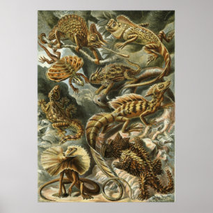 Póster Répteis Haeckel