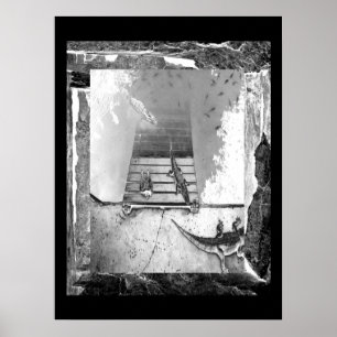 Póster Répteis que Basking