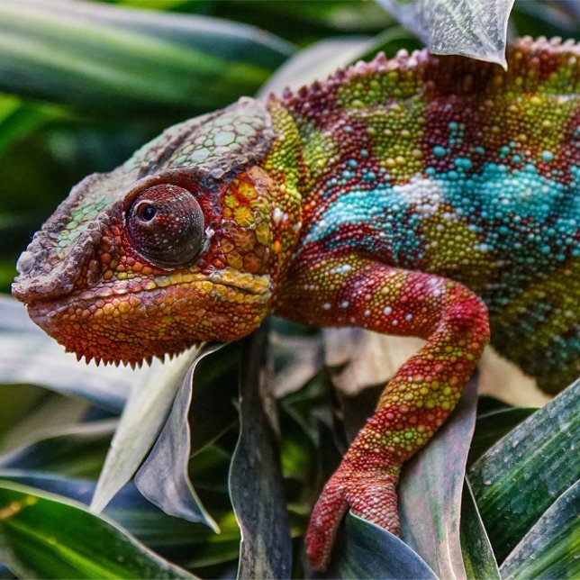 Poster Réptil (A close-up shot captures a chameleon amidst lush green foliage.)
