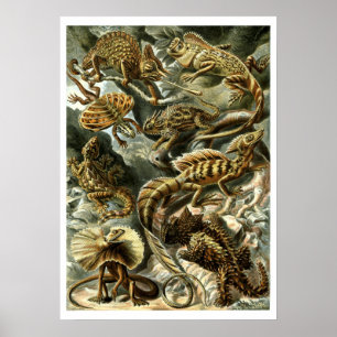 Poster Reptile Lizards por Ernst Haeckel