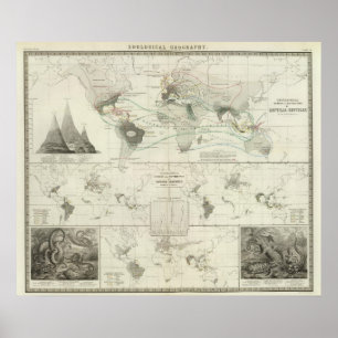 Poster Reptilia, Ophidia