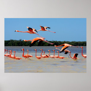 Poster Reserva da Biosfera Celestun