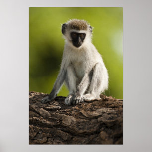 Póster Reserva de Caça Samburu, Quênia, Macaco Vervet,