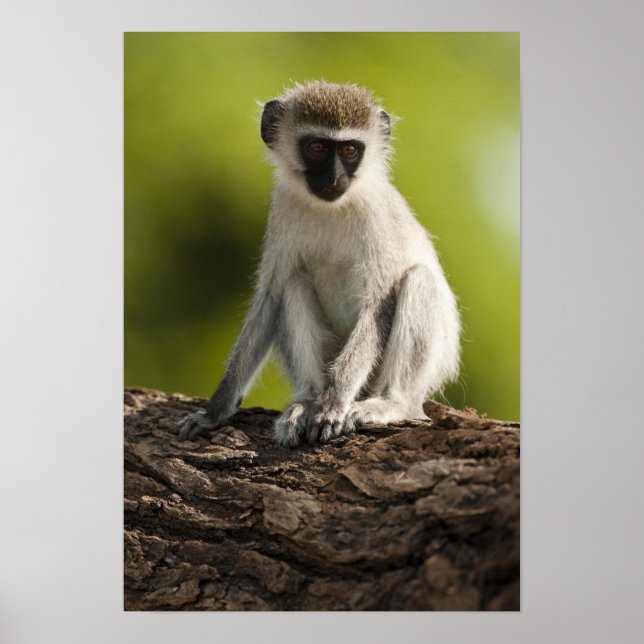 Póster Reserva de Jogo Samburu, Quénia, Macaco Vervet, (Frente)