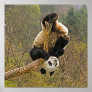 Poster Reserva de Pandas Wolong, China, 2 1/2 anos de ida