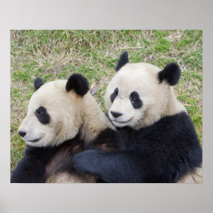 Póster Reserva de Wolong, China, Panda gigante abraçando