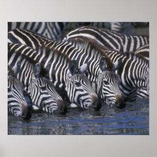 Póster Reserva do jogo de África, Kenya, Mara do Masai,