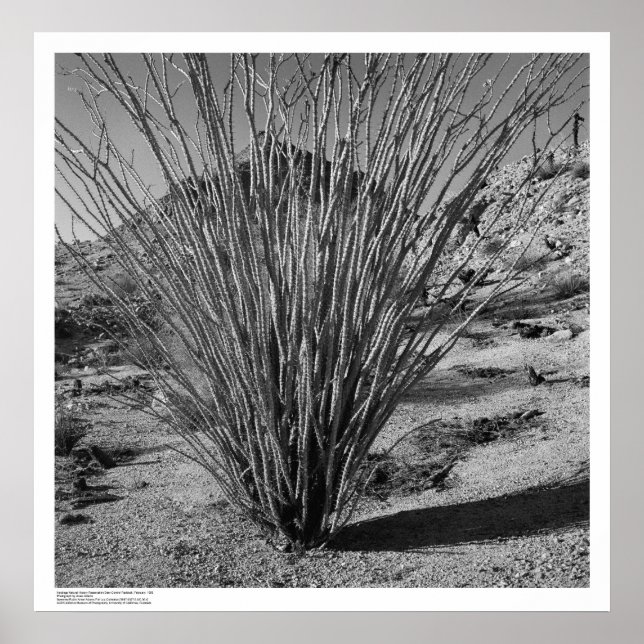 Poster Reserva Hastings Natural History (Frente)